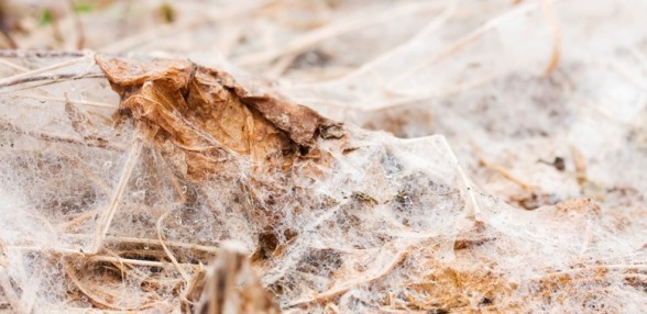 Snow Mold in Your Lawn. How to Identify It and Correct It.