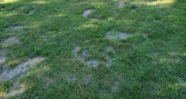 7 Simple Steps to Correct Spots in Your Lawn