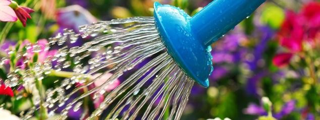 Proper Watering for Your Newly Planted Buffalo Landscape