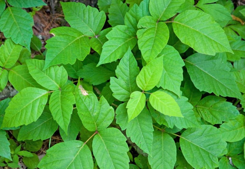 Is That Poison Ivy? What to Look for and How To Get Rid of Poison Ivy.