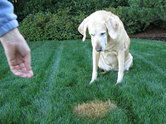 How to Correct Dog Urine Damage in Your Lawn